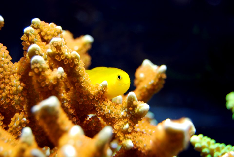 Coral Marine Biology Coral Reef Underwater