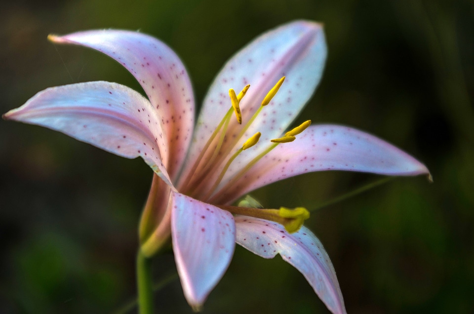 Blossom bloom petal