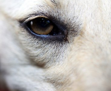 Eye Nose Dog Breed Group Dog Breed