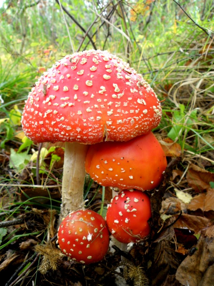 Mushroom Fungus Agaric Edible Mushroom photo