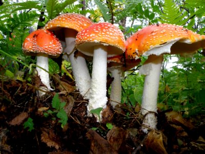Fungus Mushroom Agaric Agaricaceae photo