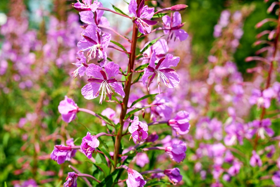 Plant Flower Flora Flowering Plant