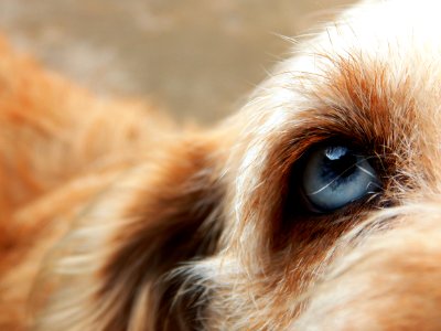 Dog Dog Breed Nose Fur photo