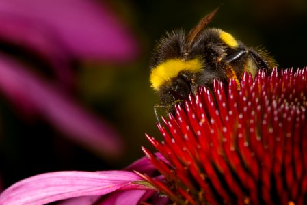 Honey Bee Bee Bumblebee Nectar photo