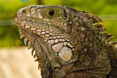 Reptile Scaled Reptile Iguana Terrestrial Animal