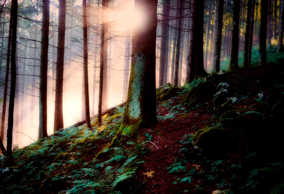Nature Forest Woodland Ecosystem