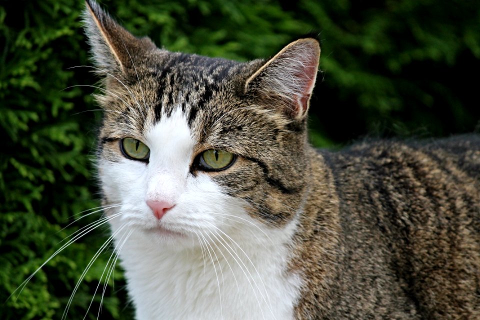 Cat Whiskers Fauna Small To Medium Sized Cats