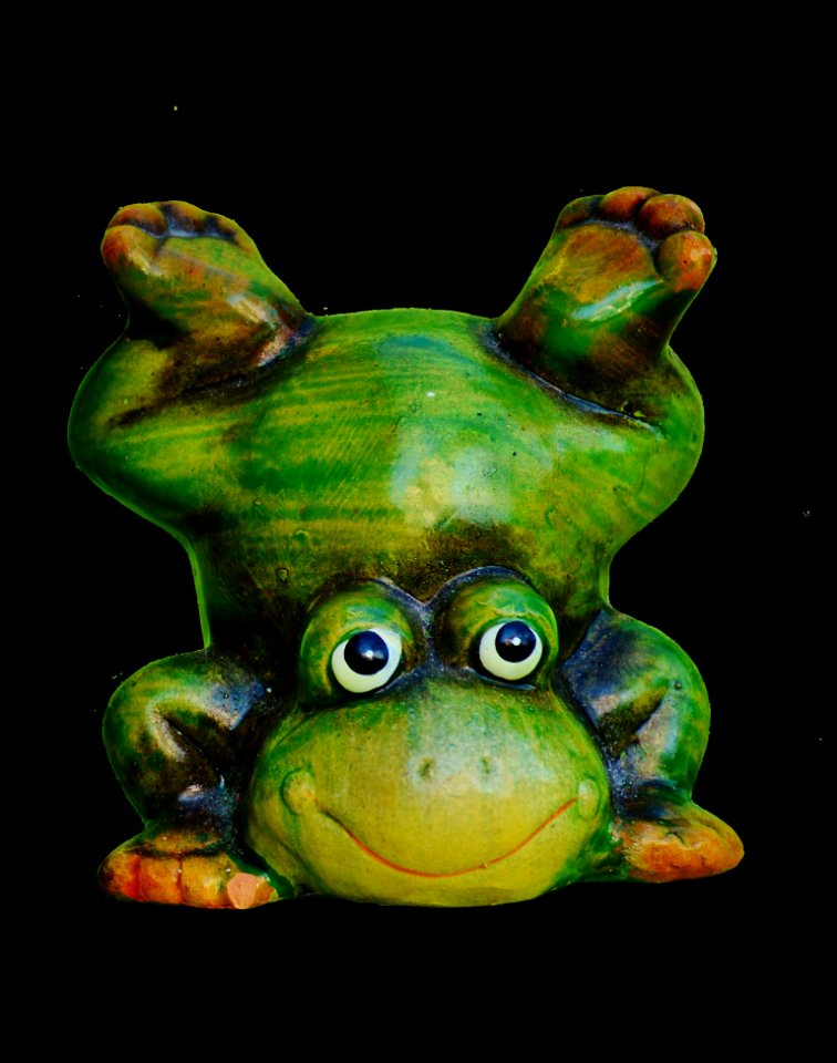 Ranidae Amphibian Frog Tree Frog