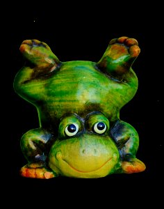 Ranidae Amphibian Frog Tree Frog photo