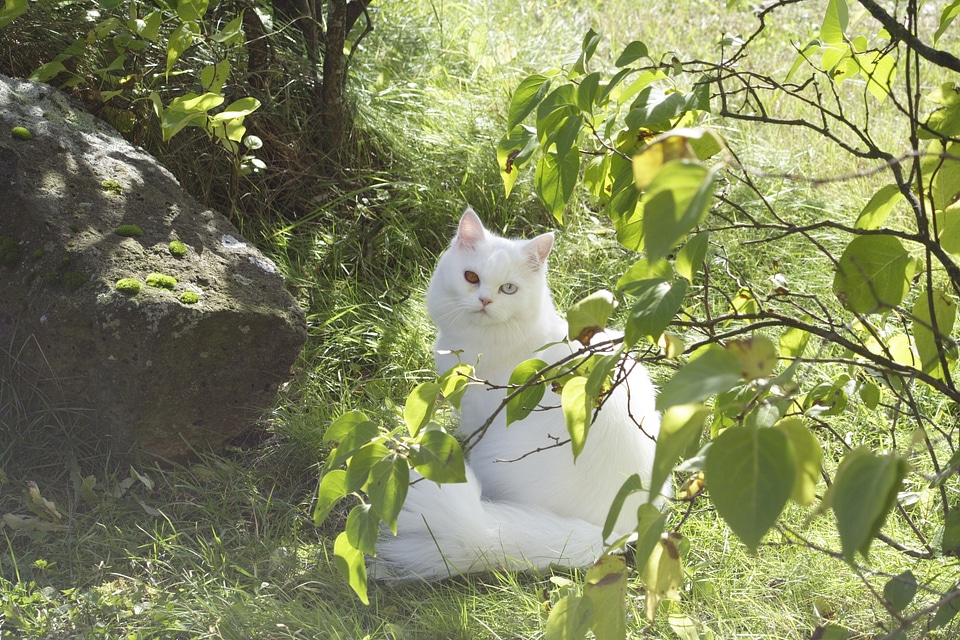 Dear persian cat breed cat