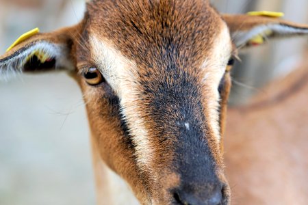 Goats Goat Horn Fauna photo