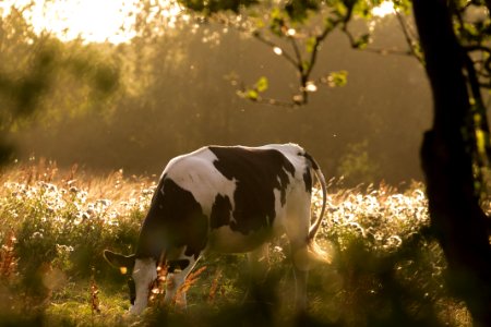 Wildlife Cattle Like Mammal Grass Fauna