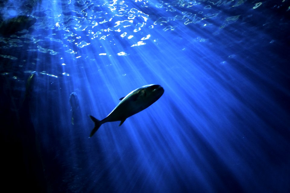 Water Underwater Marine Biology Fish