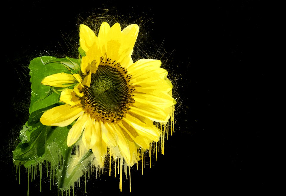 Flower Yellow Sunflower Flora
