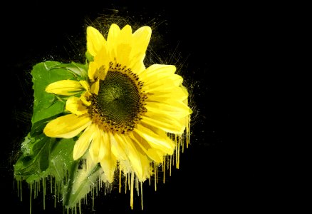 Flower Yellow Sunflower Flora