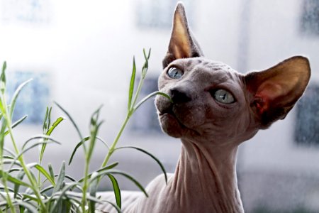 Cat Hairless Cat Sphynx Donskoy photo