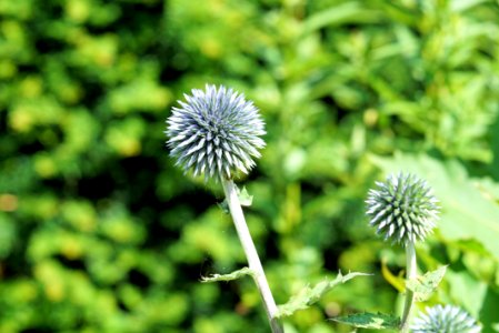 Plant Flower Flora Thistle