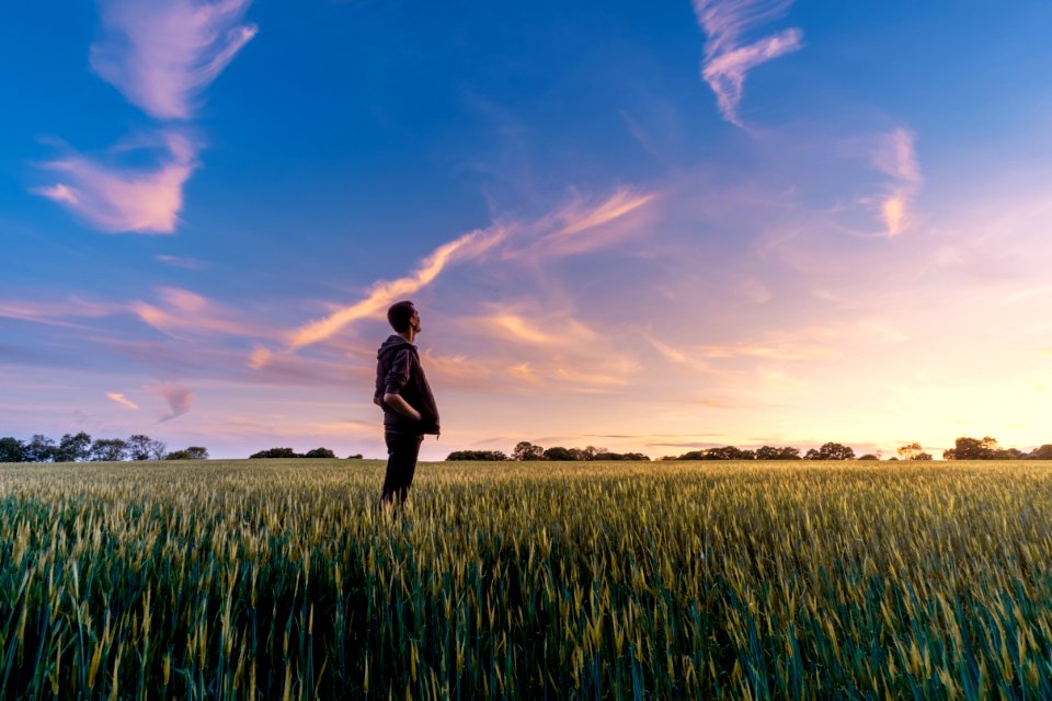 Sky Field Crop Grass Family