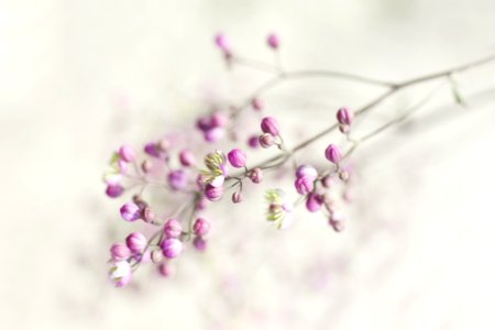 Flower Blossom Lilac Violet