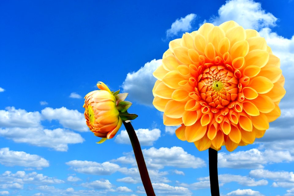 Flower Sky Yellow Flowering Plant