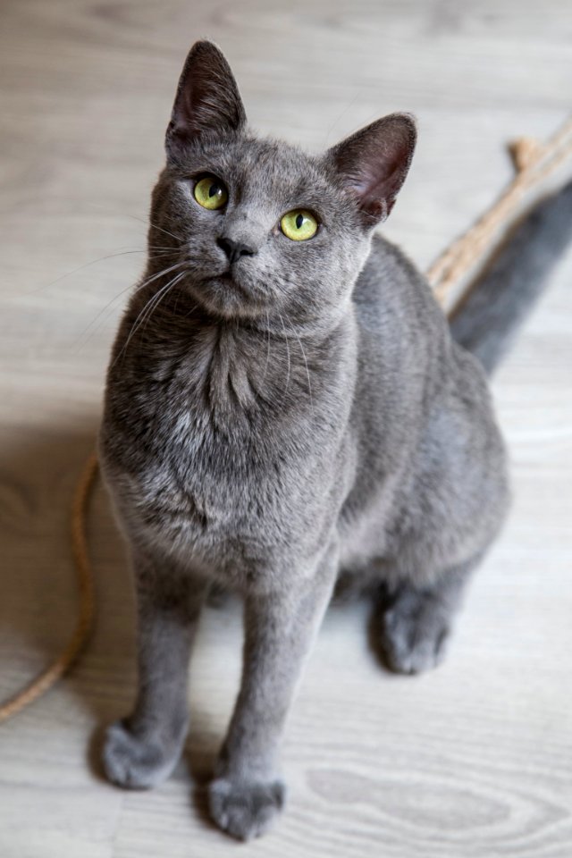 Cat Mammal Small To Medium Sized Cats Cat Like Mammal