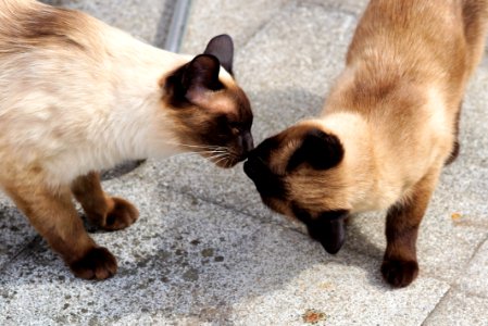 Cat Small To Medium Sized Cats Cat Like Mammal Siamese photo