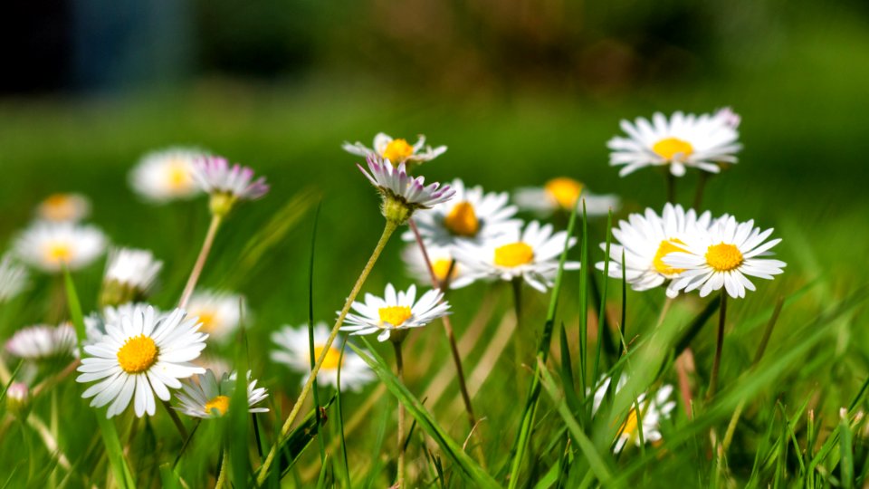 Flower Flora Plant Daisy Family photo