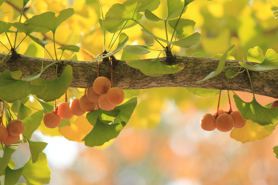 Fukushima tree fruit