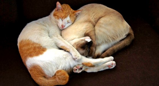 Cat Small To Medium Sized Cats Cat Like Mammal Fauna