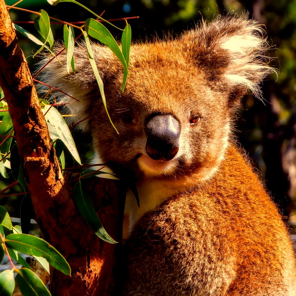 Koala Mammal Fauna Marsupial