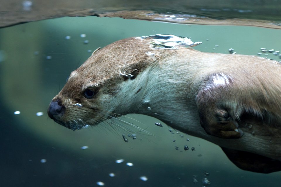 Fauna Mammal Water Otter photo