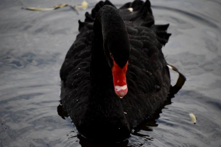 Black Swan Water Bird Ducks Geese And Swans Swan photo