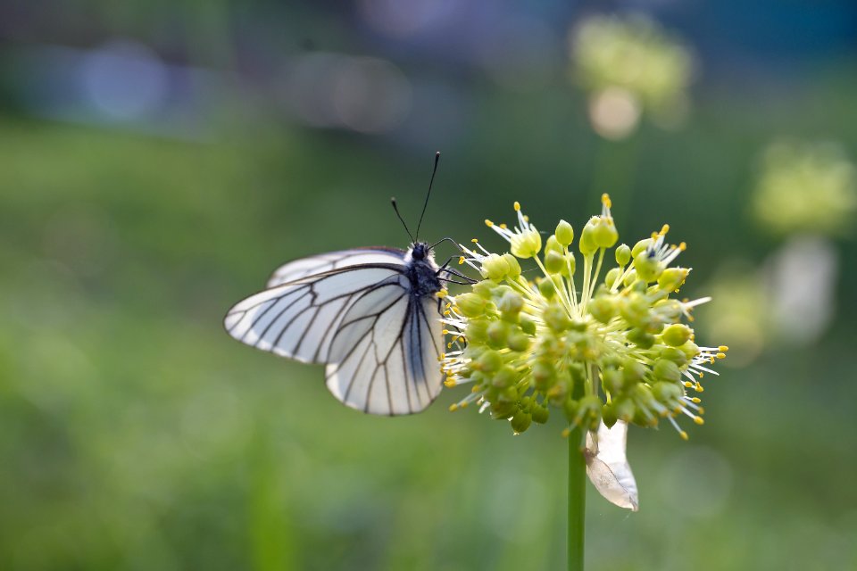 Butterfly Insect Moths And Butterflies Flower