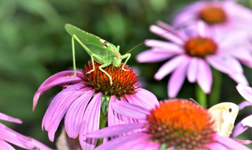 Flower Nectar Coneflower Flora photo