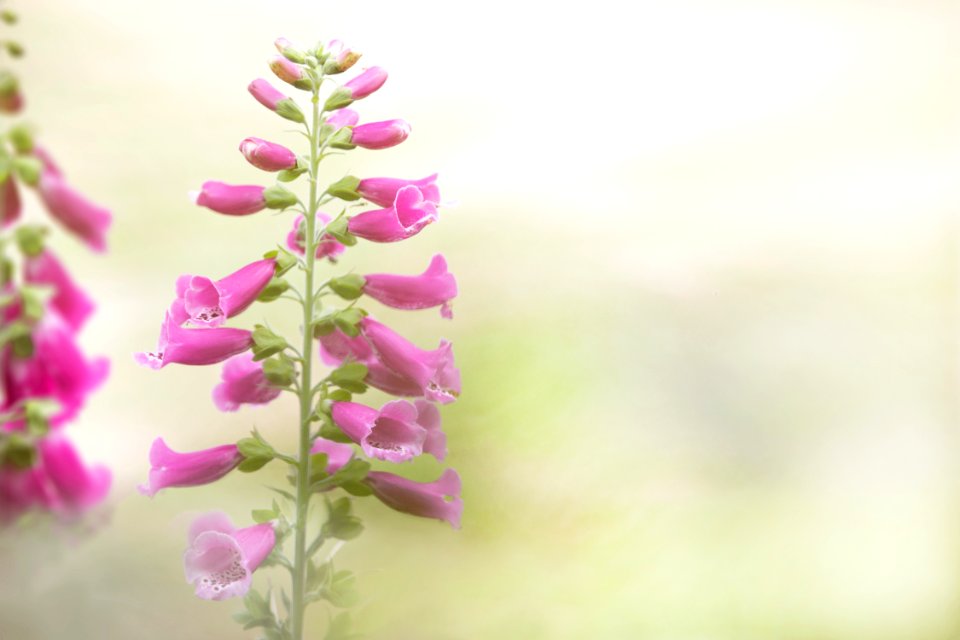Flower Pink Flora Digitalis