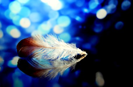 Blue Close Up Feather Macro Photography