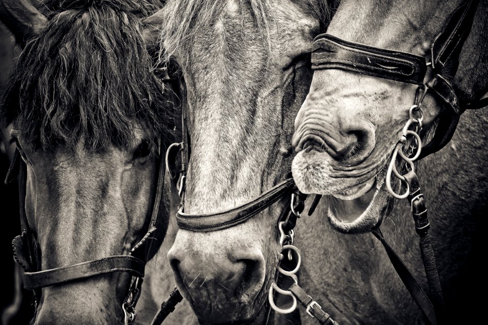 Horse Black And White Monochrome Photography Horse Like Mammal