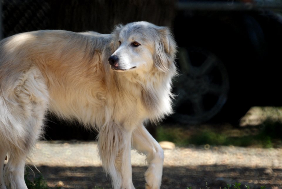 Dog Dog Breed Dog Breed Group Dog Like Mammal