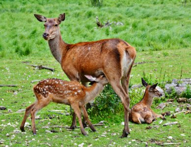 Wildlife Deer Fauna Mammal