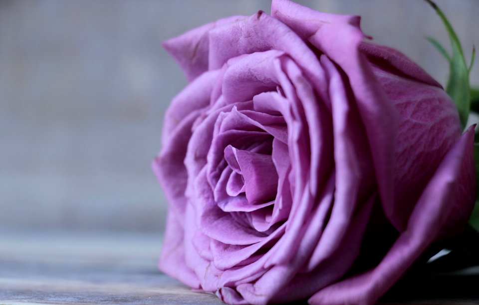Flower Rose Rose Family Pink