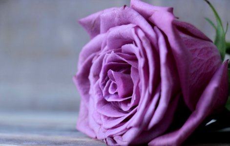Flower Rose Rose Family Pink