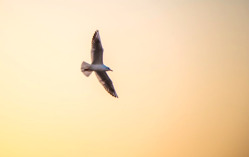 Bird Sky Fauna Beak