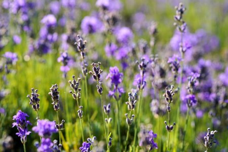 Flower English Lavender Lavender Plant
