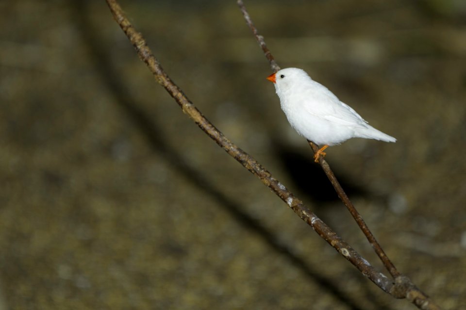 Bird Fauna Beak Feather
