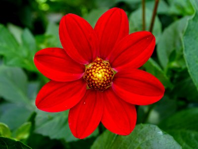 Flower Plant Flora Petal