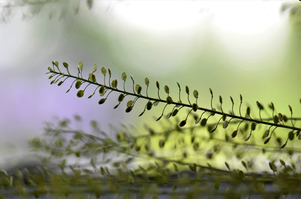 Vegetation Leaf Close Up Branch