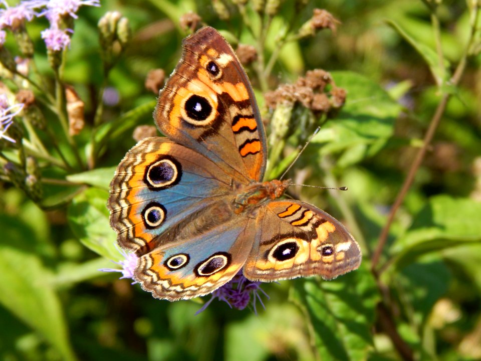 Butterfly Moths And Butterflies Insect Brush Footed Butterfly