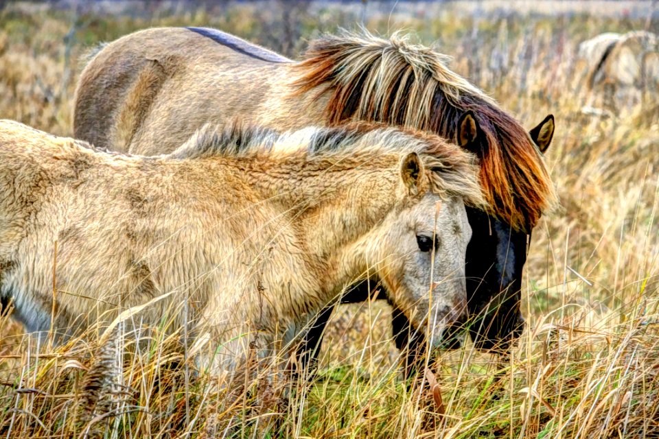 Wildlife Mane Ecosystem Grassland