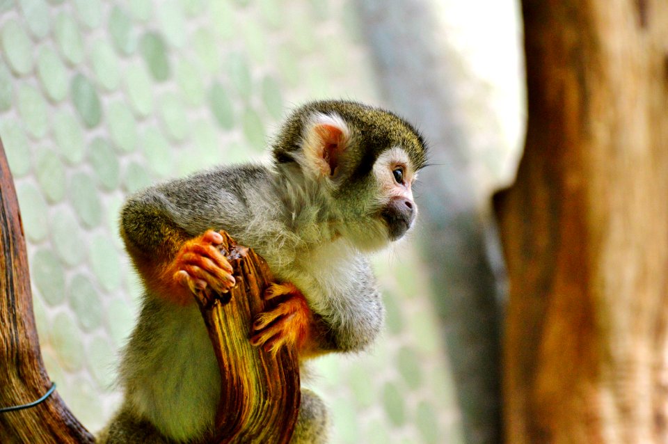 Fauna Mammal Primate New World Monkey