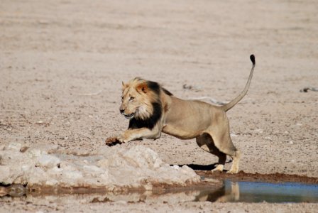 Wildlife Mammal Lion Terrestrial Animal photo